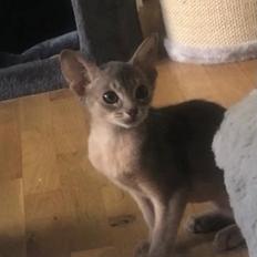 Abyssinier Dushara Silke