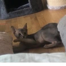 Abyssinier Dushara Silke