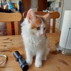 Kurilean Bobtail KorZhik's Klinger
