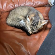 Blanding af racer Luna  RIP aflivet med 