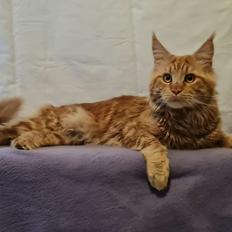Maine Coon Myfia's Oluf Madsen