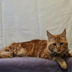 Maine Coon Myfia's Oluf Madsen