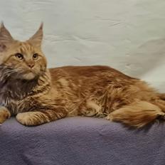 Maine Coon Myfia's Oluf Madsen