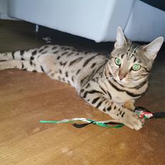 Bengal Piramocats Aya