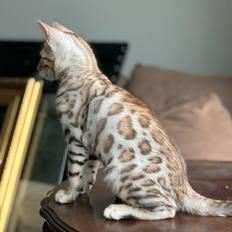 Bengal Oakheart Aurora