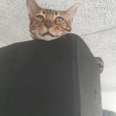 Bengal Nelly