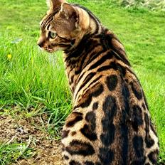 Bengal Nelly