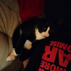 Huskat Frede