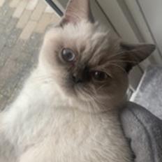 British Shorthair Mavi