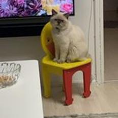 British Shorthair Mavi