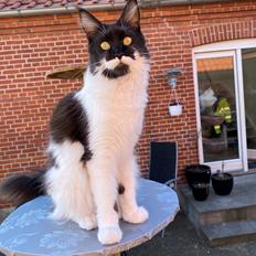 Maine Coon DK Sivkjær’s Australia aka Ino