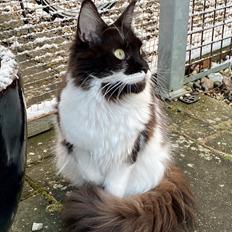 Maine Coon DK Sivkjær’s Australia aka Ino