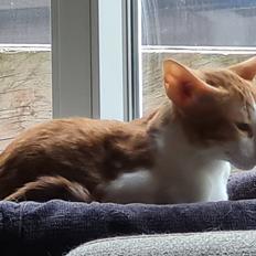 Orientaler Issacat's Carbonia/Bonnie