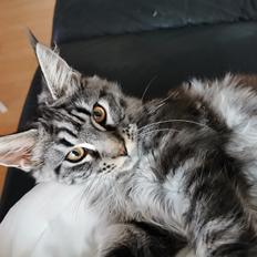 Maine Coon Zarah