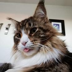 Maine Coon Dk Na'zyia's Zabaione