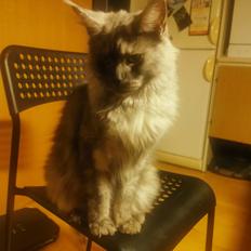 Maine Coon Ofelia aka lilo