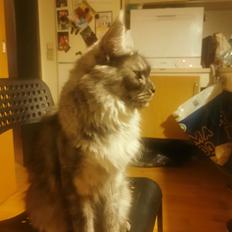 Maine Coon Ofelia aka lilo