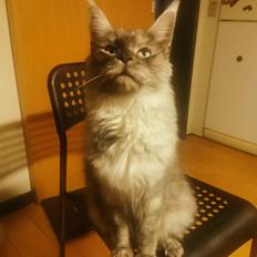 Maine Coon Ofelia aka lilo