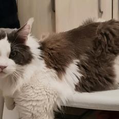Maine Coon Blackangel's Blue Ghost