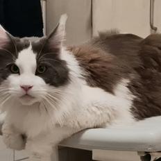 Maine Coon Blackangel's Blue Ghost