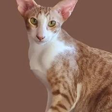 Orientaler Issacat's Carbonia/Bonnie