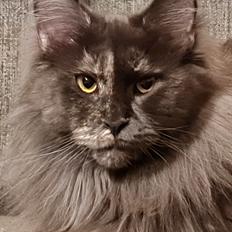 Maine Coon Cybercats Renata