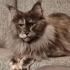 Maine Coon Cybercats Renata