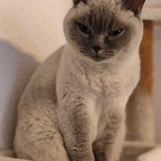 British Shorthair Empires Maggeduddi (Duddi)