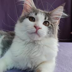 Maine Coon Blackangel's Jessica