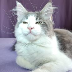 Maine Coon Blackangel's Jessica