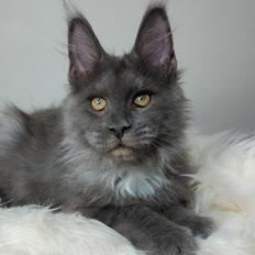 Maine Coon Perfect Giant's Blue Knight 