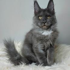 Maine Coon Perfect Giant's Blue Knight 