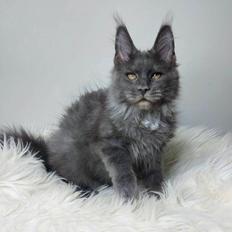 Maine Coon Perfect Giant's Blue Knight 