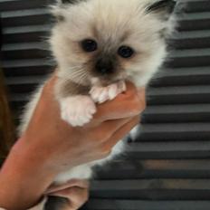 Ragdoll Palma