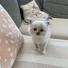 Ragdoll Lumienkeli Dolls Bella