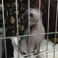Sphynx Debby 