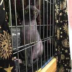 Sphynx Debby 