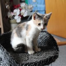 Huskat Pixie