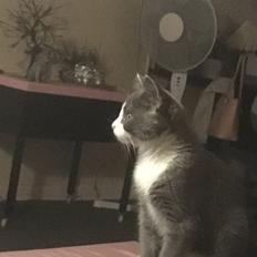 Huskat Bølle