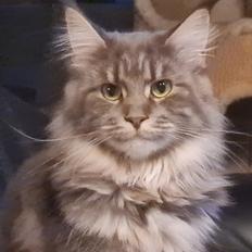 Maine Coon Blackangel's Brianna