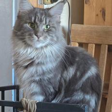Maine Coon Blackangel's Brianna