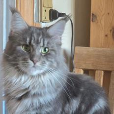 Maine Coon Blackangel's Brianna