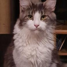 Maine Coon DK Blackangel's Venus