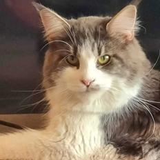 Maine Coon DK Blackangel's Venus