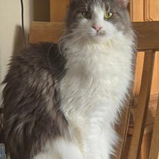 Maine Coon DK Blackangel's Venus