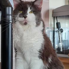 Maine Coon Blackangel's Guldkaramel D. 24.03.2025