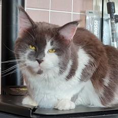Maine Coon Blackangel's Guldkaramel D. 24.03.2025