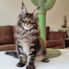 Maine Coon Mars Obsidian Art