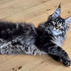 Maine Coon Mars Obsidian Art