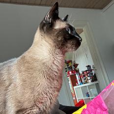 Siameser Pepito